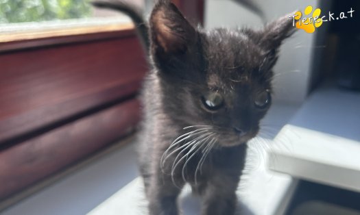 Katze Milo (Foto by Tiereck.at - Lavanttaler Tierhilfe)