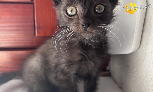 Katze Milo (Foto by Tiereck.at - Lavanttaler Tierhilfe)