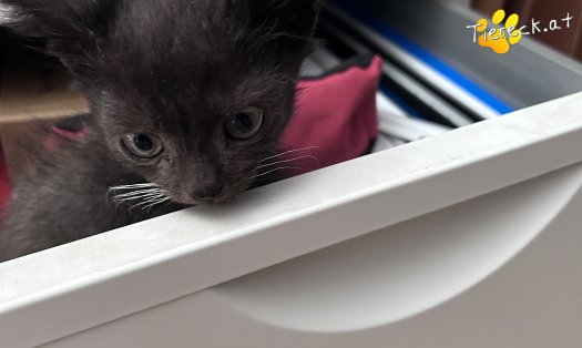 Katze Milo (Foto by Tiereck.at - Lavanttaler Tierhilfe)