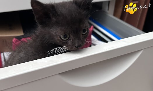 Katze Milo (Foto by Tiereck.at - Lavanttaler Tierhilfe)