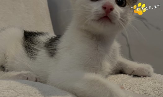 Katze Millie (Foto by Tiereck.at - Lavanttaler Tierhilfe)