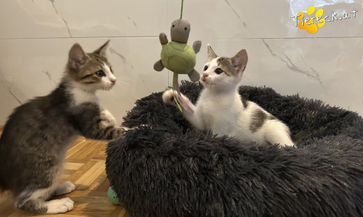 Katze Millie (Foto by Tiereck.at - Lavanttaler Tierhilfe)