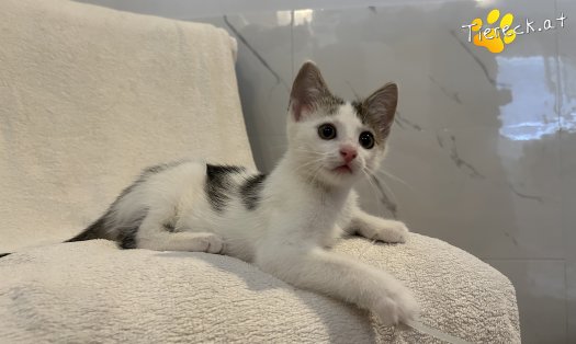 Katze Millie (Foto by Tiereck.at - Lavanttaler Tierhilfe)