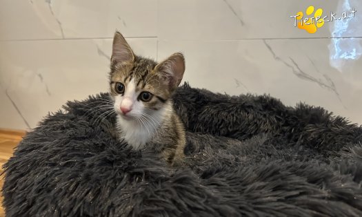 Katze Woody (Foto by Tiereck.at - Lavanttaler Tierhilfe)