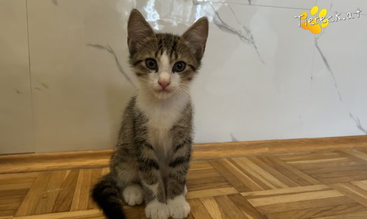 Katze Woody (Foto by Tiereck.at - Lavanttaler Tierhilfe)
