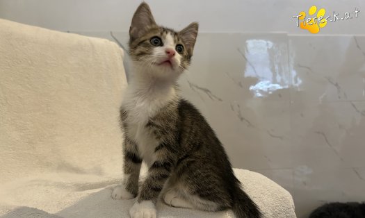 Katze Woody (Foto by Tiereck.at - Lavanttaler Tierhilfe)