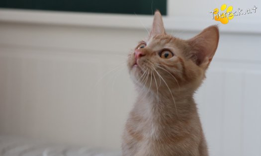 Katze Nina (Foto by Tiereck.at - Lavanttaler Tierhilfe)