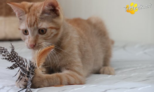 Katze Nina (Foto by Tiereck.at - Lavanttaler Tierhilfe)