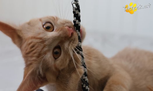 Katze Nina (Foto by Tiereck.at - Lavanttaler Tierhilfe)