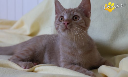 Katze Nina (Foto by Tiereck.at - Lavanttaler Tierhilfe)