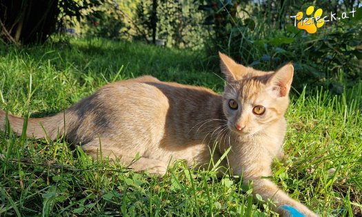 Katze Nina (Foto by Tiereck.at - Lavanttaler Tierhilfe)