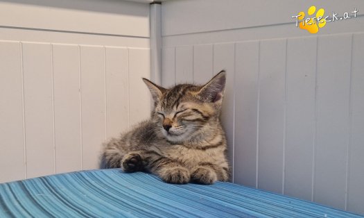 Katze Agapi (Foto by Tiereck.at - Lavanttaler Tierhilfe)