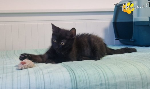 Katze Selina (Foto by Tiereck.at - Lavanttaler Tierhilfe)