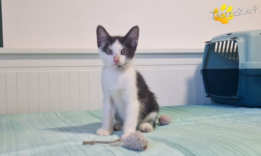 Katze Cassien (Foto by Tiereck.at - Lavanttaler Tierhilfe)