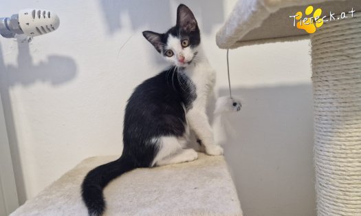 Katze Cassien (Foto by Tiereck.at - Lavanttaler Tierhilfe)