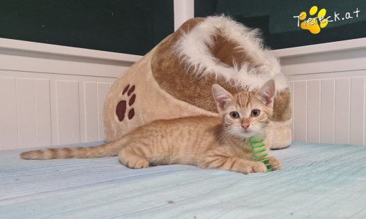 Katze Lola (Foto by Tiereck.at - Lavanttaler Tierhilfe)