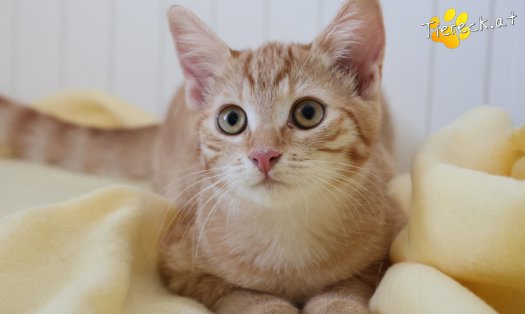 Katze Lola (Foto by Tiereck.at - Lavanttaler Tierhilfe)