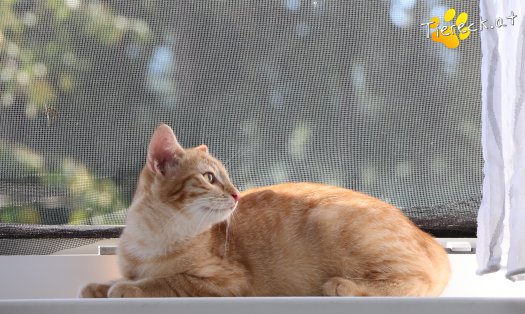 Katze Lola (Foto by Tiereck.at - Lavanttaler Tierhilfe)