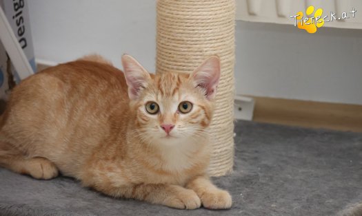 Katze Lola (Foto by Tiereck.at - Lavanttaler Tierhilfe)