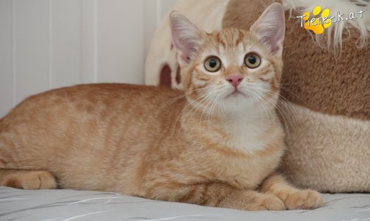 Katze Lola (Foto by Tiereck.at - Lavanttaler Tierhilfe)