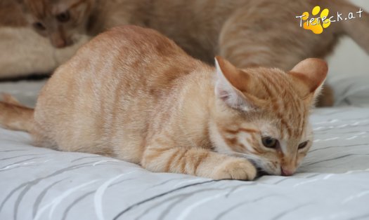 Katze Lola (Foto by Tiereck.at - Lavanttaler Tierhilfe)