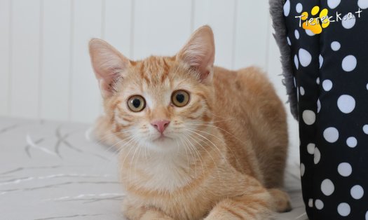 Katze Lola (Foto by Tiereck.at - Lavanttaler Tierhilfe)
