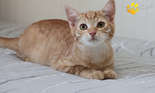 Katze Lola (Foto by Tiereck.at - Lavanttaler Tierhilfe)