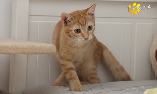 Katze Lola (Foto by Tiereck.at - Lavanttaler Tierhilfe)