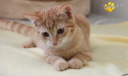 Katze Lola (Foto by Tiereck.at - Lavanttaler Tierhilfe)