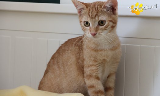 Katze Lola (Foto by Tiereck.at - Lavanttaler Tierhilfe)
