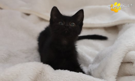 Katze Felix (Foto by Tiereck.at - Lavanttaler Tierhilfe)