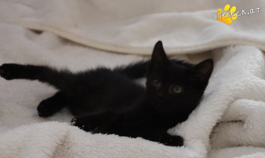 Katze Felix (Foto by Tiereck.at - Lavanttaler Tierhilfe)