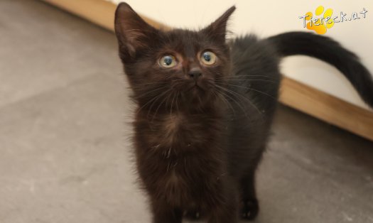 Katze Felix (Foto by Tiereck.at - Lavanttaler Tierhilfe)