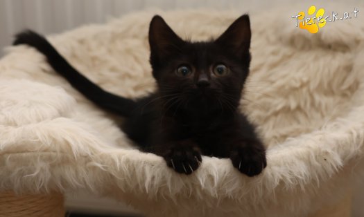 Katze Felix (Foto by Tiereck.at - Lavanttaler Tierhilfe)