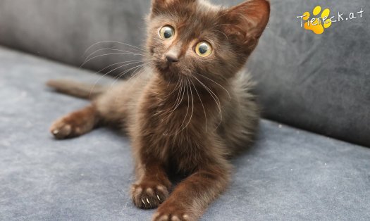 Katze Felix (Foto by Tiereck.at - Lavanttaler Tierhilfe)