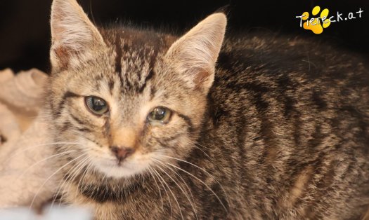 Katze Henri (Foto by Tiereck.at - Lavanttaler Tierhilfe)