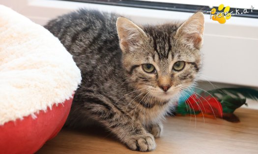 Katze Henri (Foto by Tiereck.at - Lavanttaler Tierhilfe)
