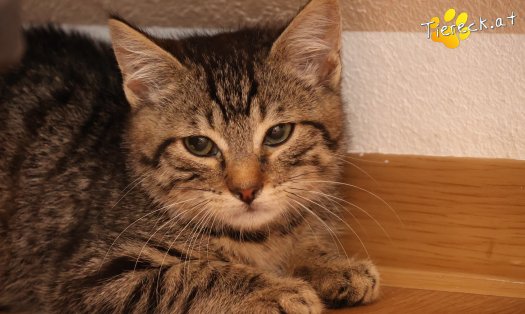 Katze Henri (Foto by Tiereck.at - Lavanttaler Tierhilfe)