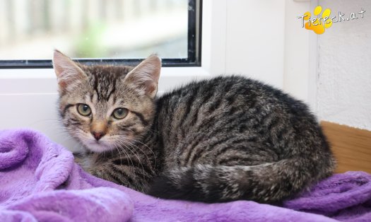 Katze Henri (Foto by Tiereck.at - Lavanttaler Tierhilfe)