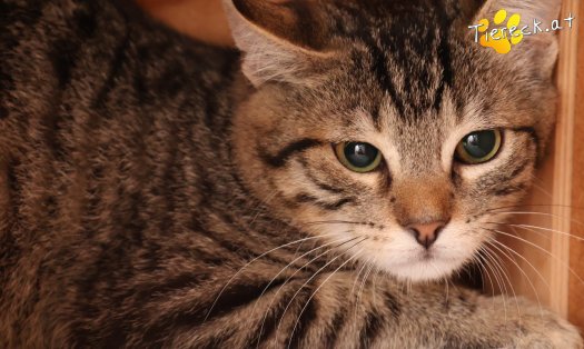 Katze Henri (Foto by Tiereck.at - Lavanttaler Tierhilfe)