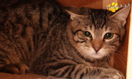 Katze Henri (Foto by Tiereck.at - Lavanttaler Tierhilfe)