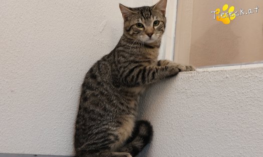 Katze Henri (Foto by Tiereck.at - Lavanttaler Tierhilfe)