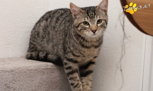 Katze Henri (Foto by Tiereck.at - Lavanttaler Tierhilfe)