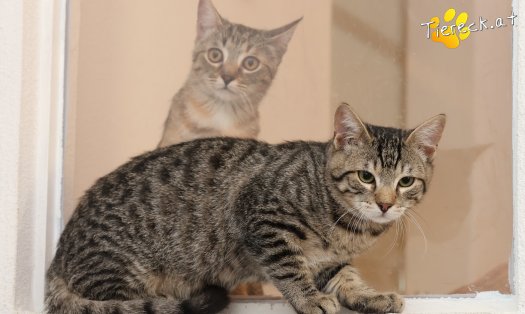 Katze Henri (Foto by Tiereck.at - Lavanttaler Tierhilfe)
