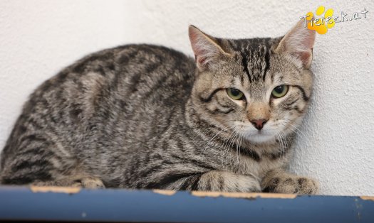 Katze Henri (Foto by Tiereck.at - Lavanttaler Tierhilfe)