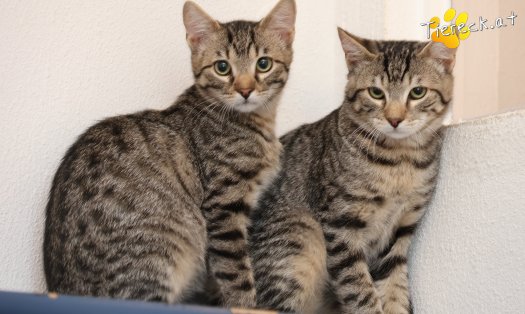 Katze Henri (Foto by Tiereck.at - Lavanttaler Tierhilfe)