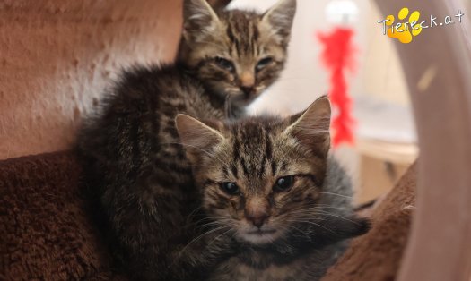 Katze Maurice (Foto by Tiereck.at - Lavanttaler Tierhilfe)