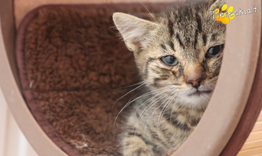 Katze Maurice (Foto by Tiereck.at - Lavanttaler Tierhilfe)