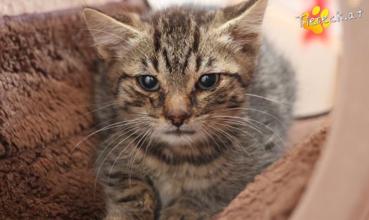 Katze Maurice (Foto by Tiereck.at - Lavanttaler Tierhilfe)