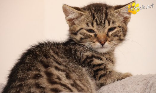 Katze Maurice (Foto by Tiereck.at - Lavanttaler Tierhilfe)